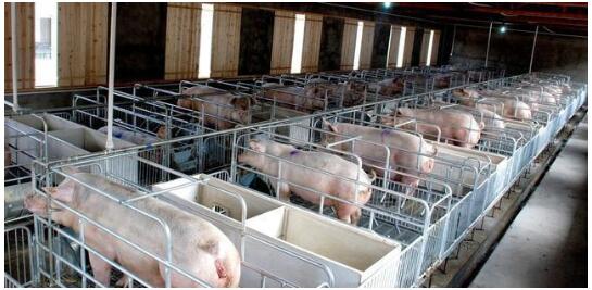 环保、疫情和无抗养殖　将决定生猪养殖的发展方向