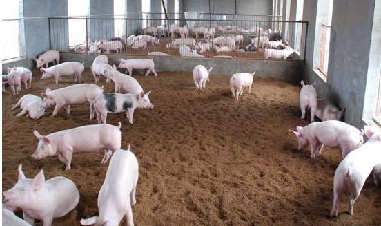 标准化、精细化、产业化仍将是生猪养殖行业的发展趋势