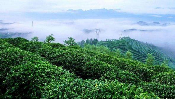 云南省发改委：为深入实施乡村振兴战略，打造建设5个省级高原特色现代农业创新示范园