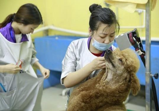 伴随着宠物行业的迅猛发展，对专业宠物美容师的需求是巨大的