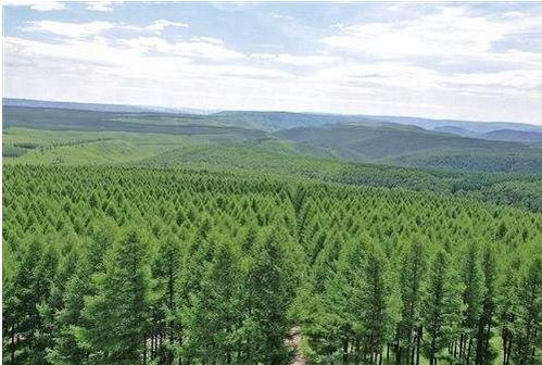 全国绿化委员会：全国共完成造林707.4万公顷，森林抚育851.9万公顷  