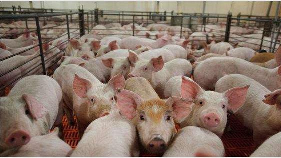 规模化养殖或是我国生猪养殖行业的最优解