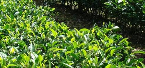 中国茶叶种植面积已达290多万公顷居世界第一