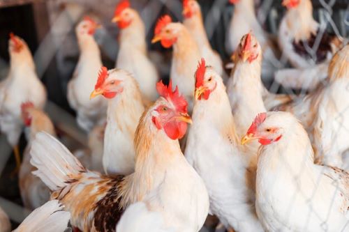 白羽肉鸡行业发展趋势及现状分析2023