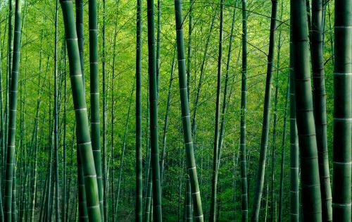 竹纤维市场有多大?2023年竹纤维行业市场发展空间分析