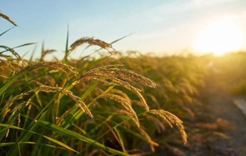 2023年水稻种植市场如何 2023年水稻种植行业发展前景及分布情况分析